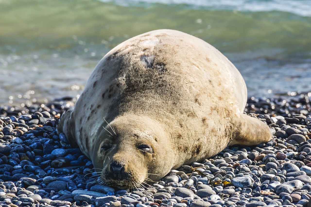 Understanding Sleep vs. Hibernation