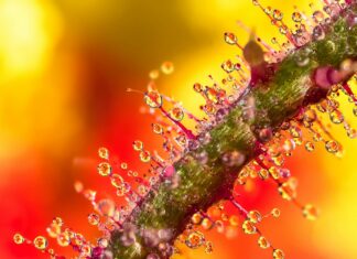 Fix Windows 11 Zoom Audio Drops: Discover Effective Solutions Today