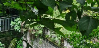 Troubleshoot Windows 11 SSID Hidden: Uncover Your Network Secrets Page